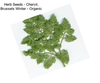 Herb Seeds - Chervil, Brussels Winter - Organic