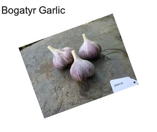 Bogatyr Garlic