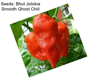 Seeds: Bhut Jolokia Smooth Ghost Chili