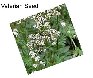 Valerian Seed