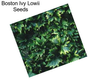 Boston Ivy Lowii Seeds