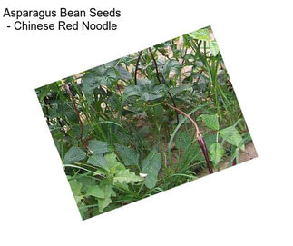 Asparagus Bean Seeds - Chinese Red Noodle