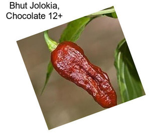 Bhut Jolokia, Chocolate 12+