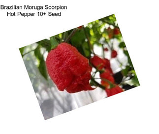 Brazilian Moruga Scorpion Hot Pepper 10+ Seed