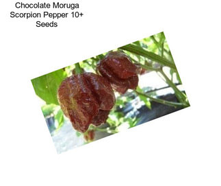 Chocolate Moruga Scorpion Pepper 10+ Seeds