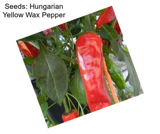 Seeds: Hungarian Yellow Wax Pepper