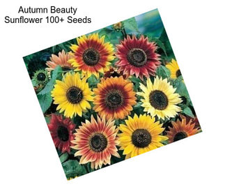 Autumn Beauty Sunflower 100+ Seeds