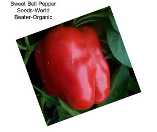 Sweet Bell Pepper Seeds-World Beater-Organic