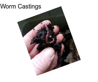 Worm Castings