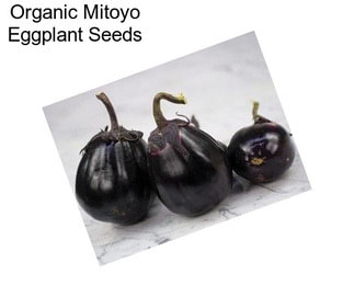 Organic Mitoyo Eggplant Seeds