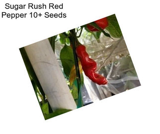 Sugar Rush Red Pepper 10+ Seeds