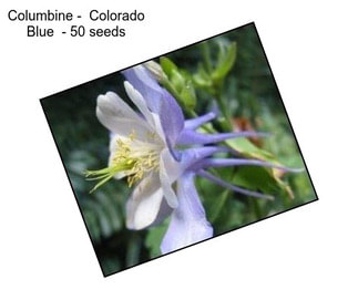 Columbine -  Colorado Blue  - 50 seeds