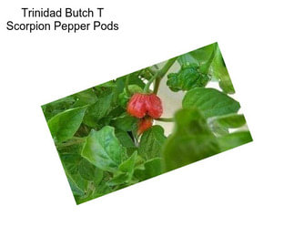 Trinidad Butch T Scorpion Pepper Pods