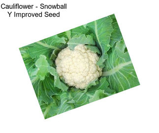 Cauliflower - Snowball Y Improved Seed