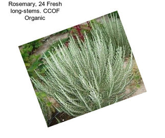 Rosemary, 24 Fresh long-stems. CCOF Organic