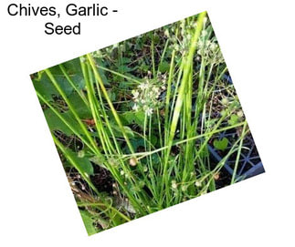 Chives, Garlic - Seed