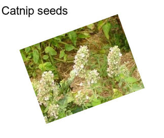 Catnip seeds