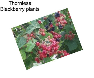 Thornless Blackberry plants