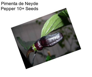 Pimenta de Neyde Pepper 10+ Seeds