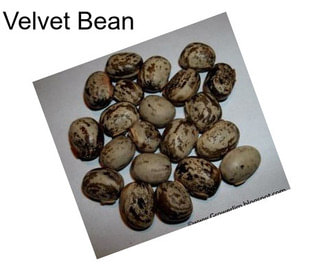 Velvet Bean