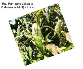 Rau Ram (aka Laksa or Vietnamese Mint) - Fresh