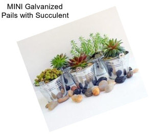 MINI Galvanized Pails with Succulent