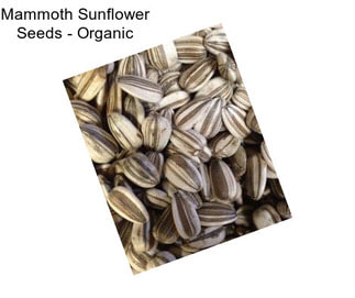 Mammoth Sunflower Seeds - Organic