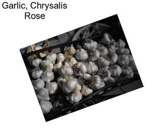 Garlic, Chrysalis Rose