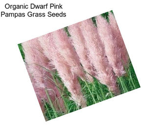 Organic Dwarf Pink Pampas Grass Seeds