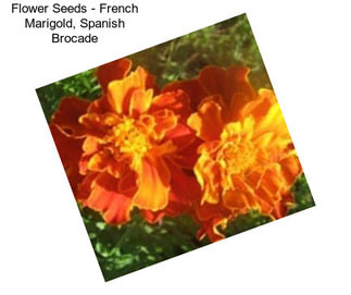 Flower Seeds - French Marigold, Spanish Brocade
