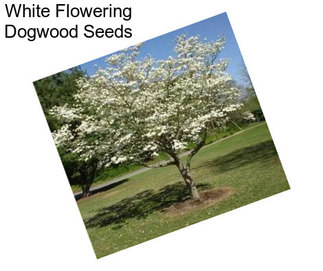 White Flowering Dogwood Seeds