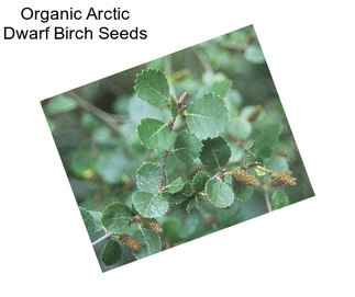 Organic Arctic Dwarf Birch Seeds