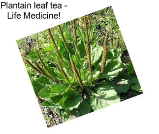 Plantain leaf tea - Life Medicine!