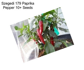 Szegedi 179 Paprika Pepper 10+ Seeds