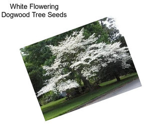 White Flowering Dogwood Tree Seeds