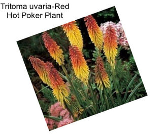 Tritoma uvaria-Red Hot Poker Plant 