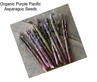 Organic Purple Pacific Asparagus Seeds