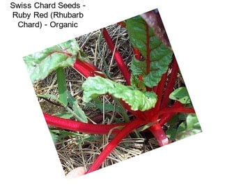 Swiss Chard Seeds - Ruby Red (Rhubarb Chard) - Organic