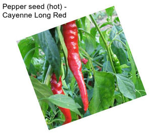 Pepper seed (hot) - Cayenne Long Red