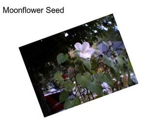 Moonflower Seed