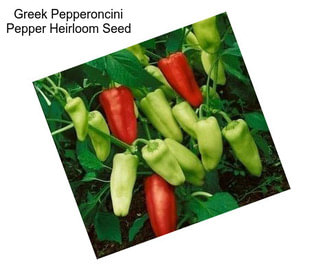 Greek Pepperoncini Pepper Heirloom Seed