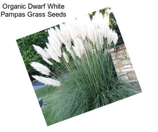 Organic Dwarf White Pampas Grass Seeds