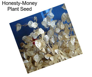 Honesty-Money Plant Seed