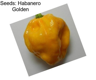 Seeds: Habanero Golden