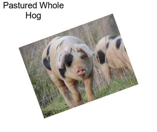 Pastured Whole Hog