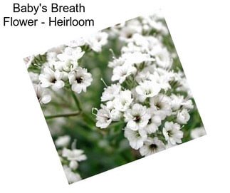 Baby\'s Breath Flower - Heirloom