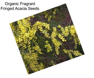 Organic Fragrant Fringed Acacia Seeds