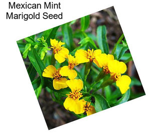 Mexican Mint Marigold Seed