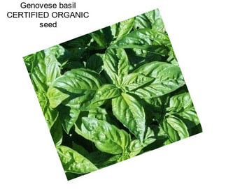 Genovese basil CERTIFIED ORGANIC seed