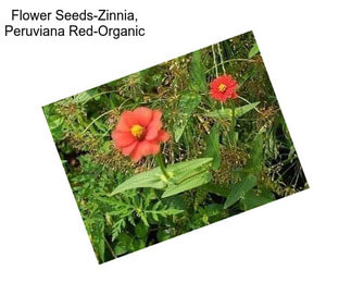 Flower Seeds-Zinnia, Peruviana Red-Organic